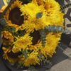 IMG_6666 Siliente